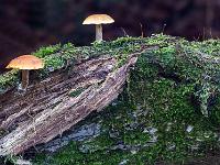 Morscher bemooster Baumstamm mit zwei Pilzen drauf